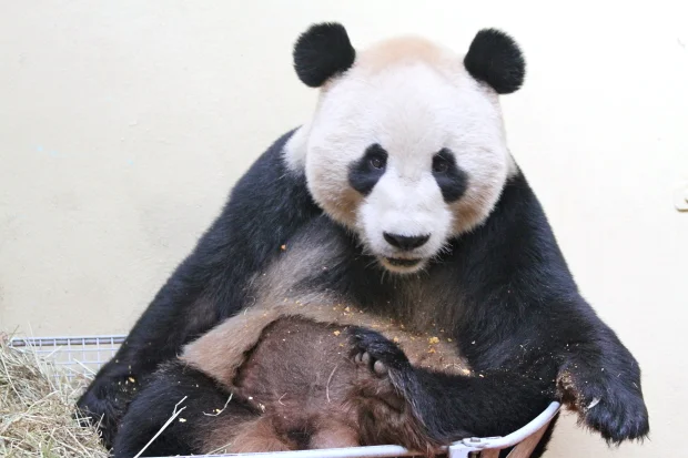 2012-04-03-Edinburgh-Zoo-Yang-Guang-017