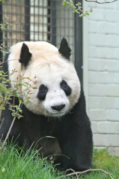 2012-04-05-Edinburgh-Zoo-Tian-Tian-010-413x620