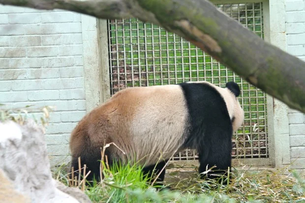 2012-04-05-Edinburgh-Zoo-Yang-Guang-006-620x413
