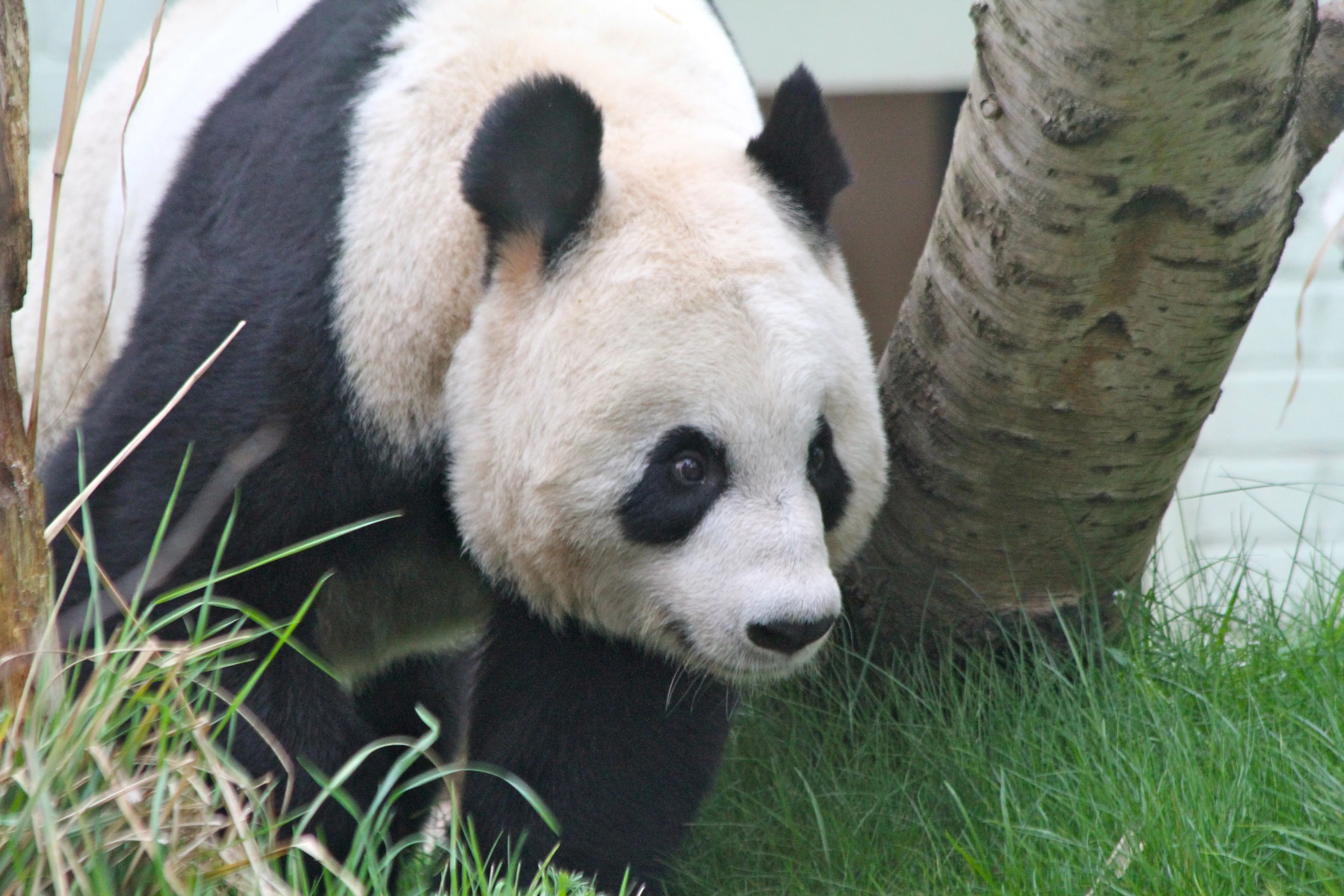 2012-04-09-Edinburgh-Zoo-Tian-Tian-013