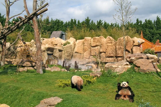 2012-04-30-ZooParc-de-Beauval-Huan-Huan-Yuan-Zi-026