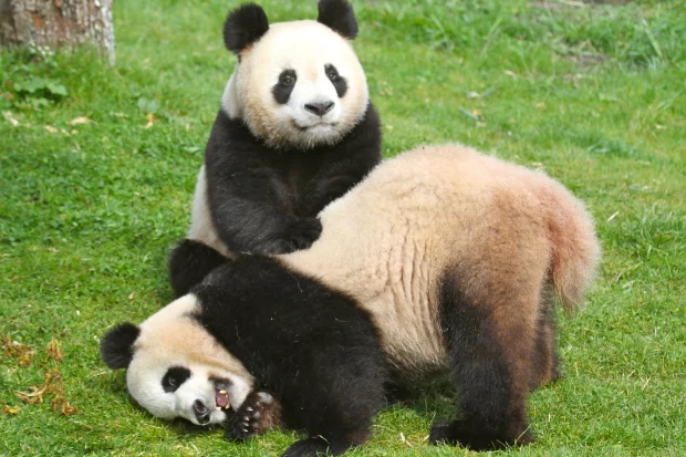 2012-04-30-ZooParc-de-Beauval-Huan-Huan-Yuan-Zi-072