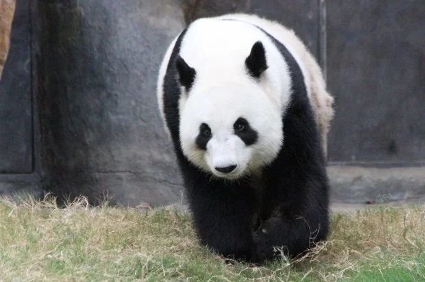 2012-05-29-Ocean-Park-Hong-Kong-Ying-Ying-013-620x412