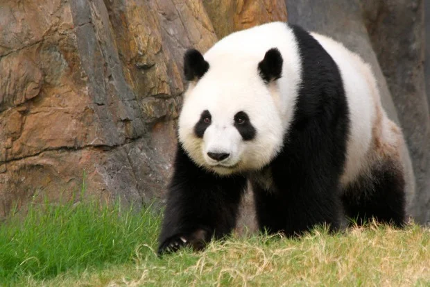 2012-05-30-Ocean-Park-Hong-Kong-Ying-Ying-014-620x413