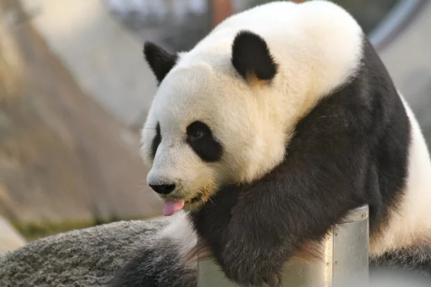 2012-05-30-Ocean-Park-Hong-Kong-Ying-Ying-020-620x413