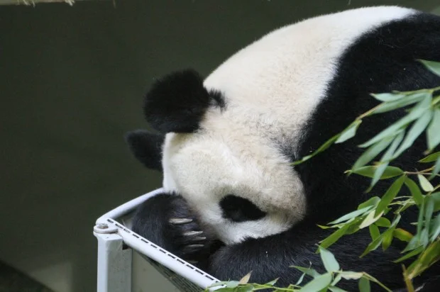 2012-10-12-Edinburgh-Zoo-Tian-Tian-002-620x412