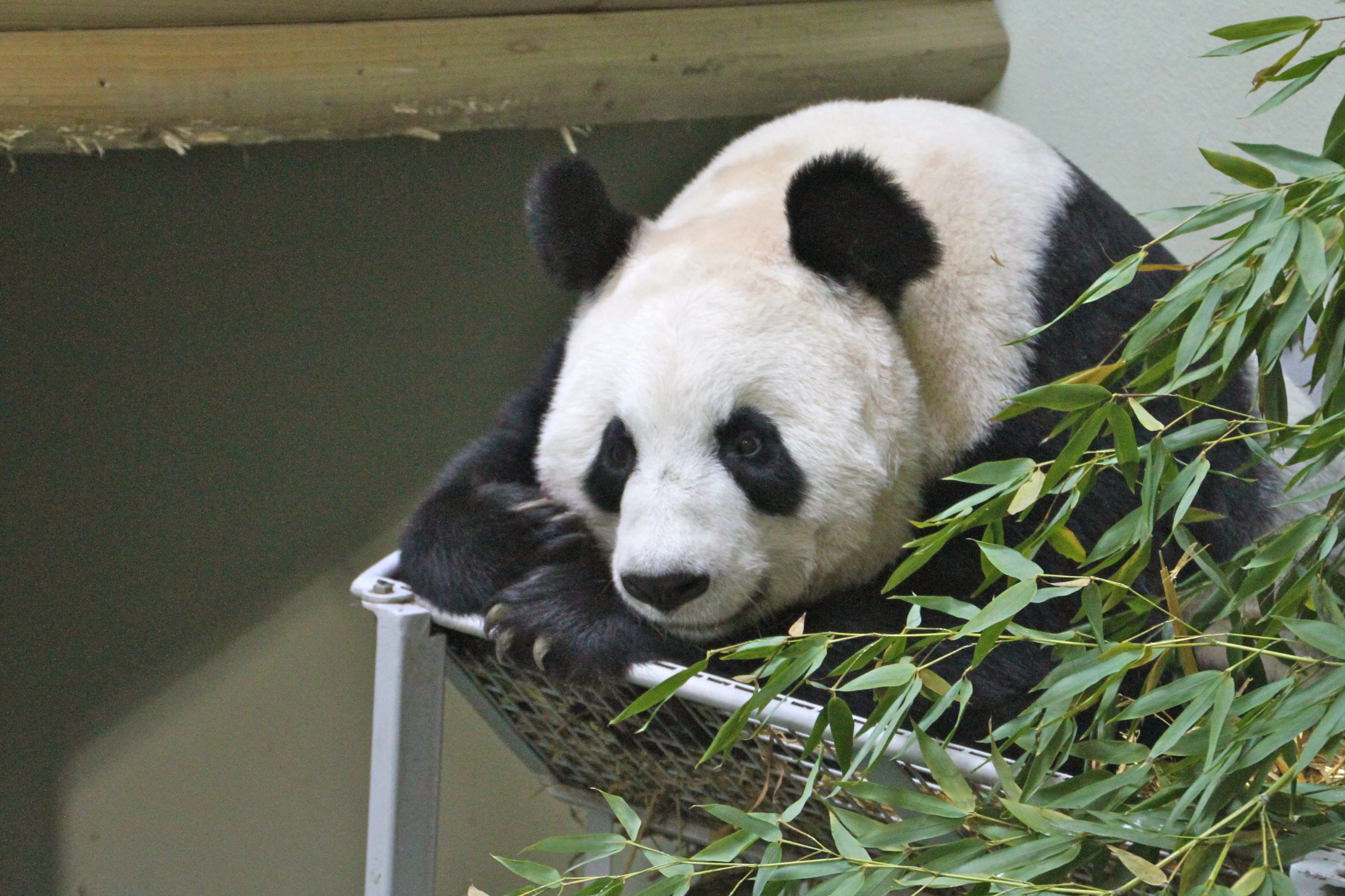 2012-10-12-Edinburgh-Zoo-Tian-Tian-005