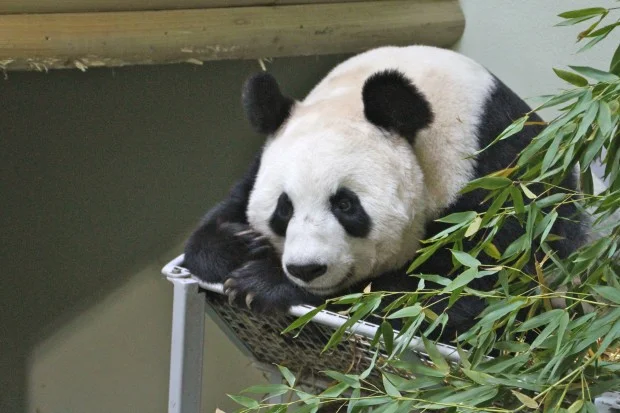 2012-10-12-Edinburgh-Zoo-Tian-Tian-005-620x413