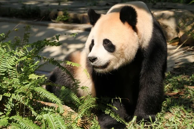 2012-11-03-XiangJiang-Safari-Parc-Ju-Xiao-001-620x413