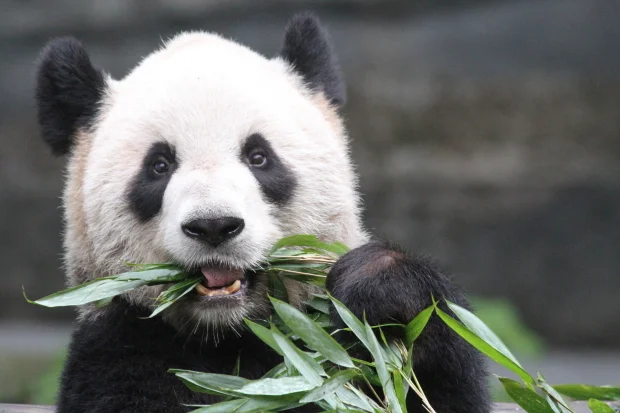 2012-11-04-Chongqing-Zoo-Er-Shun-023