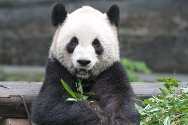 2012-11-04-Chongqing-Zoo-Er-Shun-024-620x413