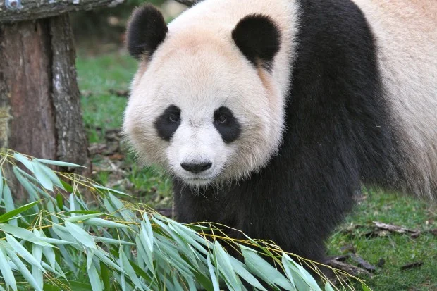 2013-01-25-ZooParc-de-Beauval-Huan-Huan-035-620x413