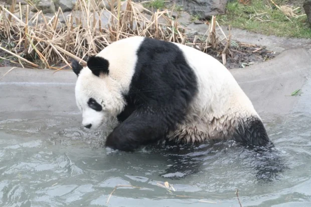 2013-04-17-Edinburgh-Zoo-Tian-Tian-004-620x413