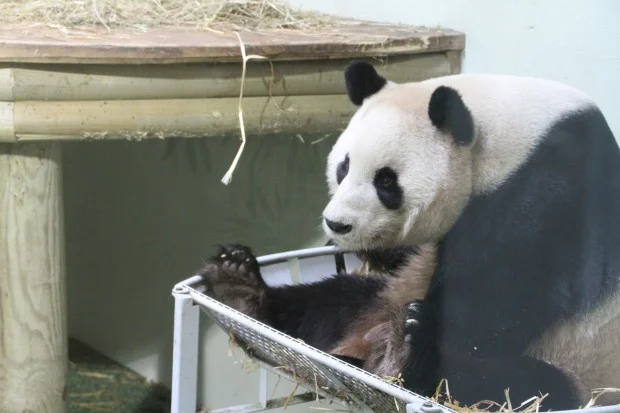 2013-04-17-Edinburgh-Zoo-Yang-Guang-006-620x413