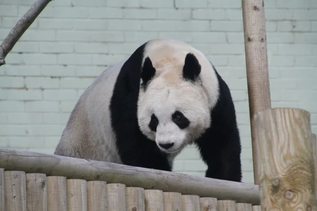 2013-04-19-Edinburgh-Zoo-Tian-Tian-002-620x413