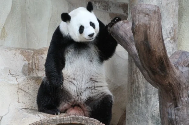 2013-09-12-Chiang-Mai-Zoo-Lin-Hui-016-620x412