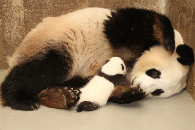 2013-10-19-Zoo-Madrid-Hua-Zui-Ba-cub-005-620x413