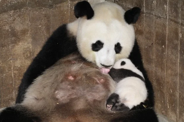 2013-10-19-Zoo-Madrid-Hua-Zui-Ba-cub-013-620x413