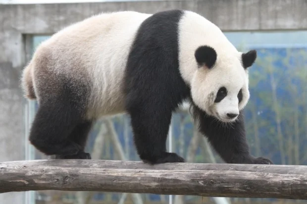 2013-11-03-Langzhong-Panda-Paradise-Hao-Hao-042-620x412