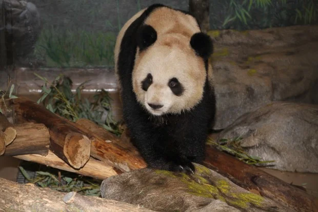 2014-01-23-Toronto-Zoo-Er-Shun-009-620x413