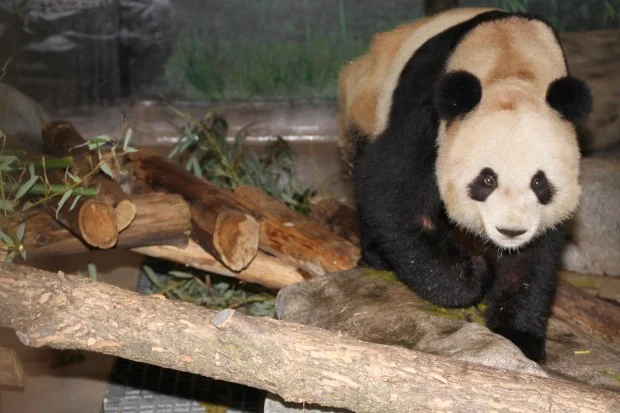 2014-01-23-Toronto-Zoo-Er-Shun-010-620x413
