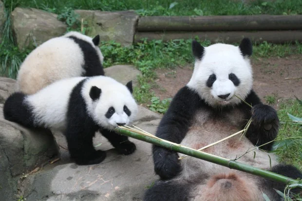 2014-05-19-Zoo-Atlanta-Lun-Lun-Mei-Lun-Mei-Huan-011-620x413