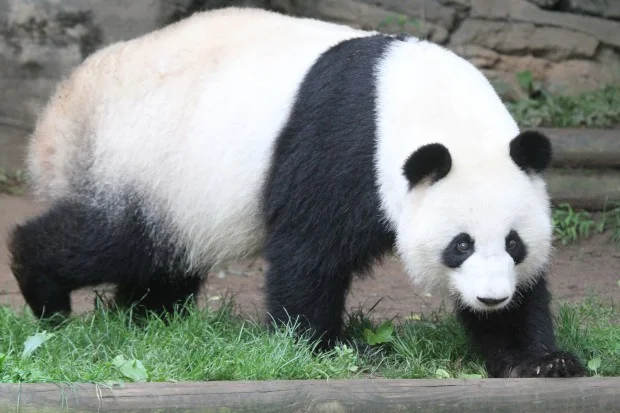 2014-05-19-Zoo-Atlanta-Lun-Lun-Mei-Lun-Mei-Huan-013-620x413