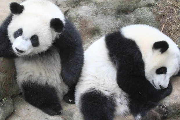 2014-05-19-Zoo-Atlanta-Lun-Lun-Mei-Lun-Mei-Huan-021-620x413