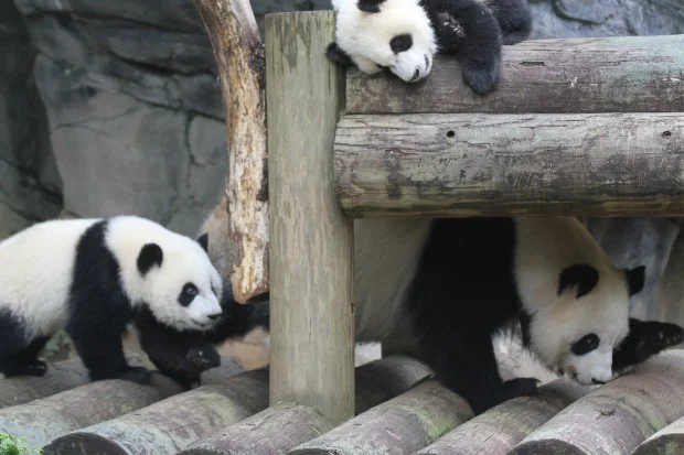 2014-05-19-Zoo-Atlanta-Lun-Lun-Mei-Lun-Mei-Huan-050-620x413