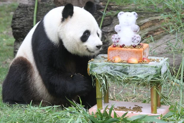 2014-09-06-Zoo-Madrid-Panda-Birthday-Party-Bing-Xing-015-620x413