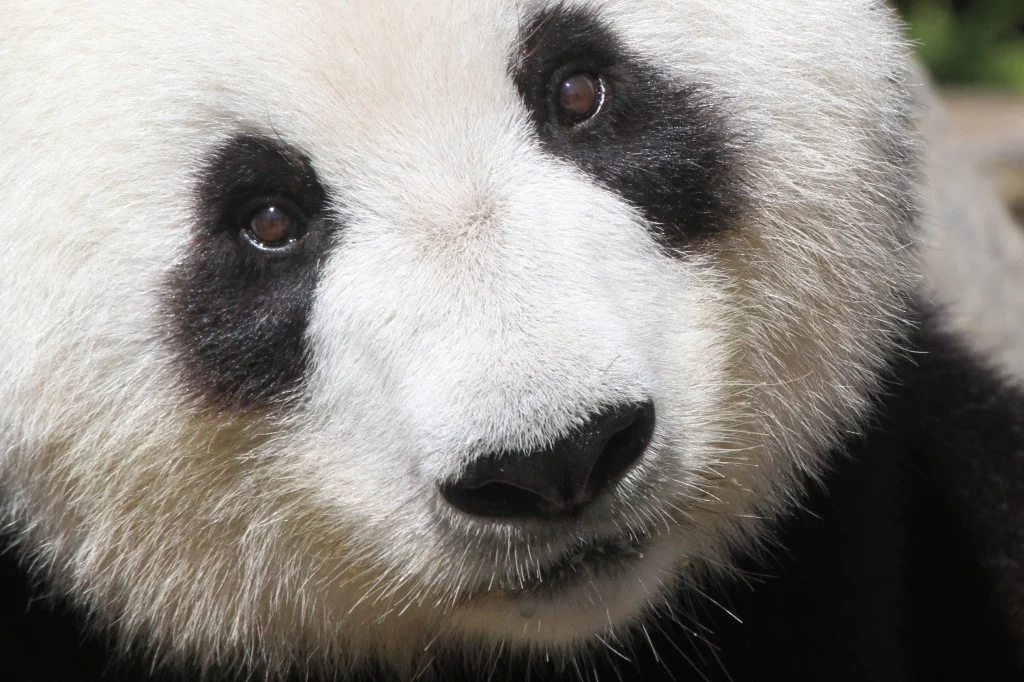 No cub for <a href=