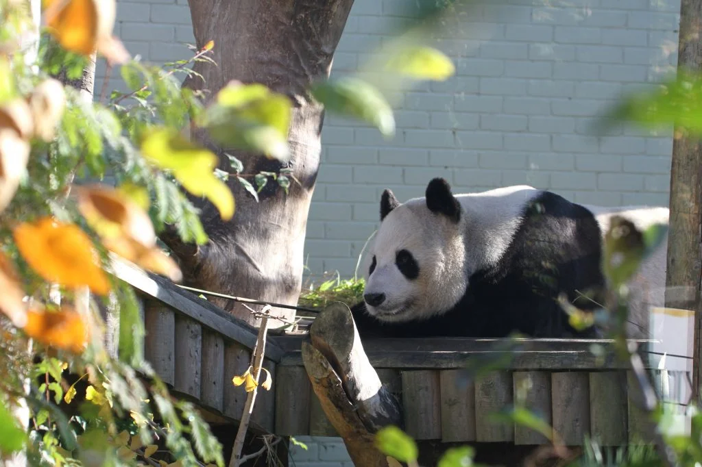 Edinburgh Zoo - <a href=