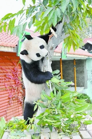 3369Giant_panda_Ji_Li