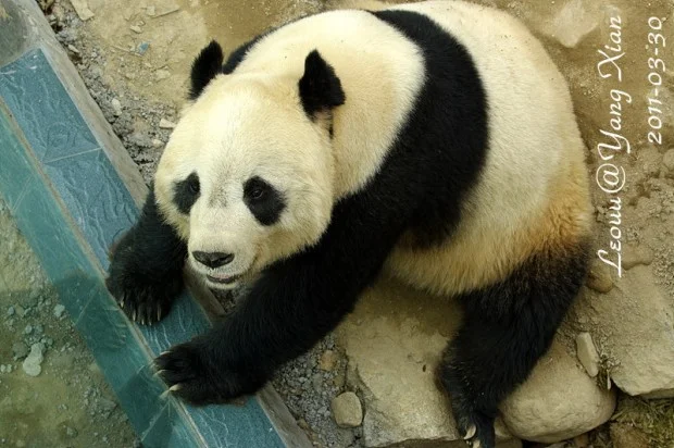444-Xue-Xue-2011-03-30-620x412
