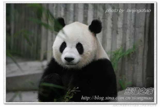 49246d36gc54d986850d0690-620x413