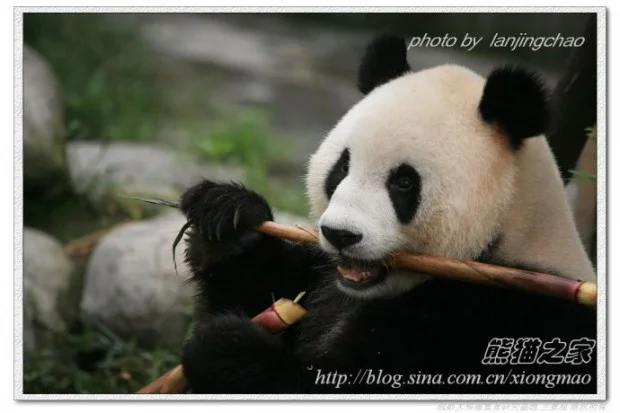 49246d36gc54da4bd4f76690-620x413