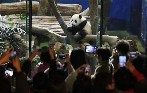 Crowds of visitors eagerly try to capture images of Taiwan's six-month-old panda cub <a href=