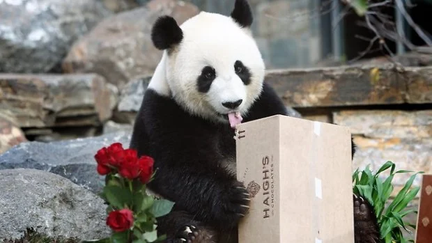 598161-funi-with-her-wooing-gifts-620x349