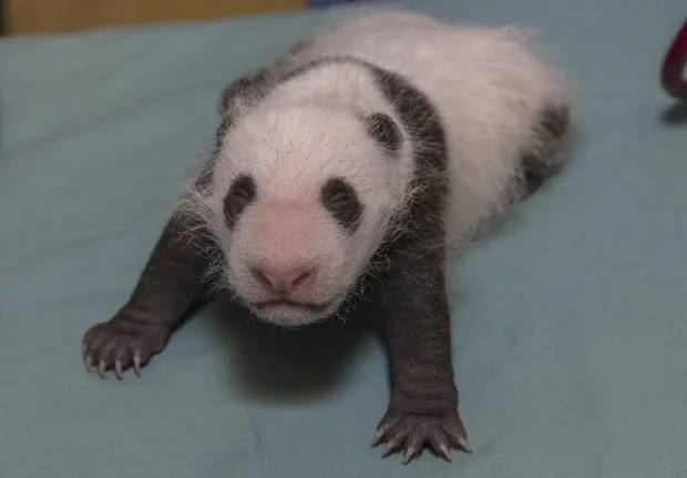 BabyPanda_001_Web-620x431