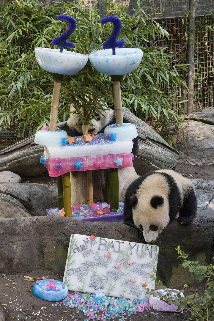 Bai-Yun-and-cub-2-web