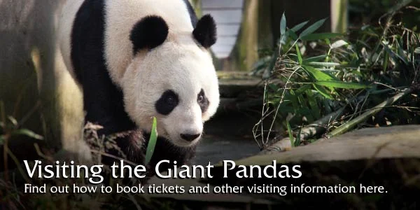 banner_panda_visiting-2