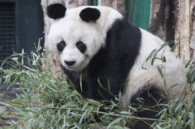 Bao-Bao