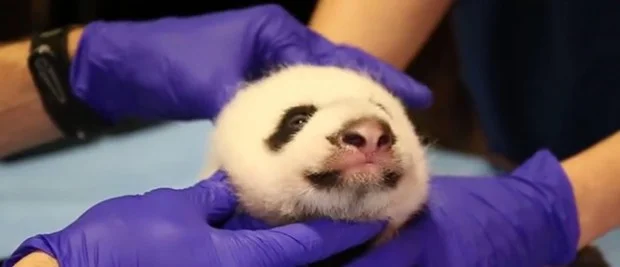 BEIBEI-620x267