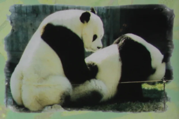 Chang-Chang-Shao-Shao-1982