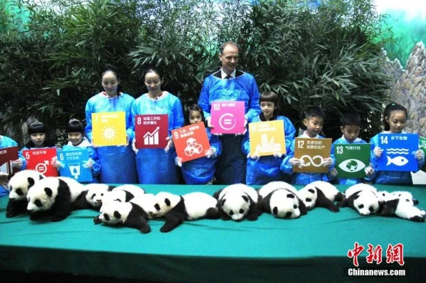 chengdu-12-panda-twins346-620x413