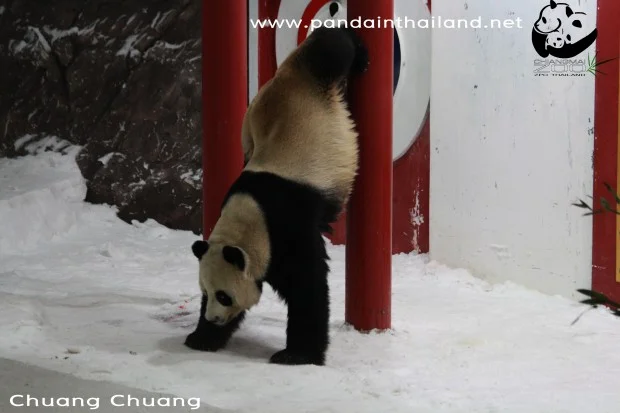 Chuang_Chuang-620x413