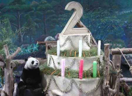 epa02753912 A female baby panda <a href=