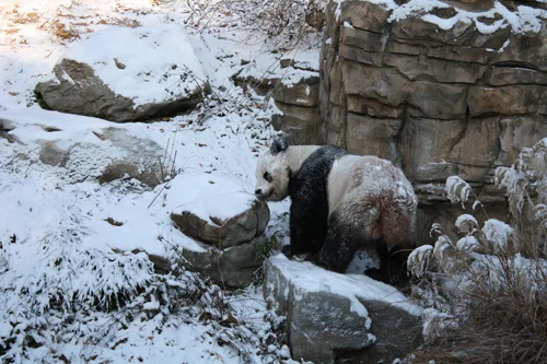 Feb13PandaUpdate