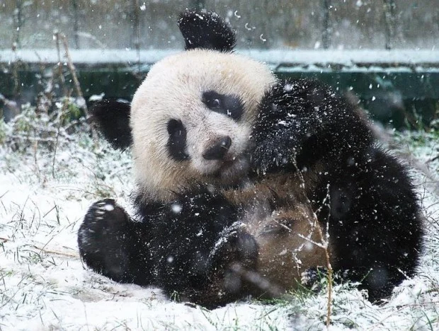 Fu-Hu-snow-620x468