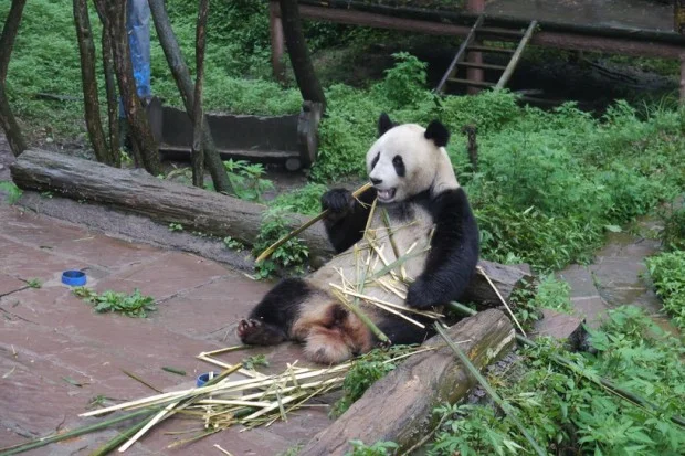 fu_long_slide_l-620x413